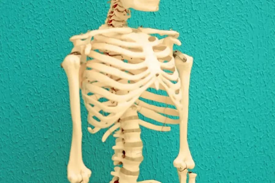 Postural kyphosis correction physiotherapy Bangalore — thoracic-spine posture anatomy diagram showing rounded upper-back curvature reversed with Mazumdar 4-phase protocol at Pro Physiotherapy JP Nagar